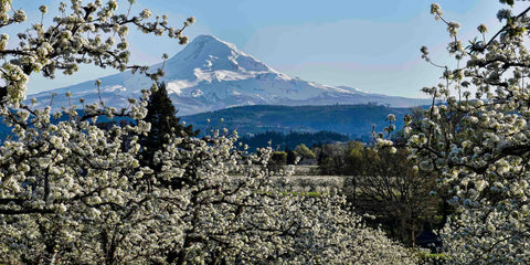 Pear Blossom Majesty