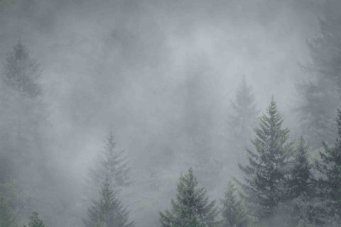 Foggy Pines