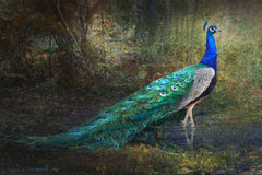 Jungle Stream Peacock