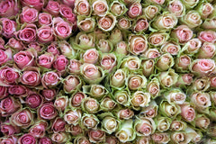 Roses in Pink