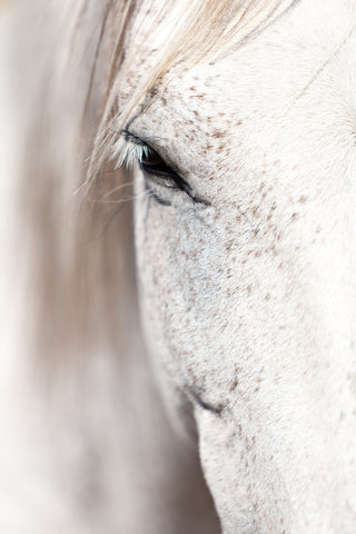 Horse Eye