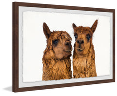 Brown Llama Pair