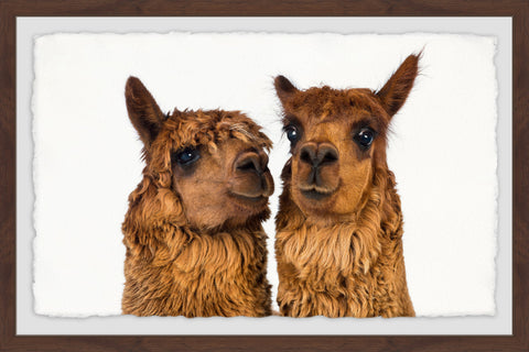 Brown Llama Pair