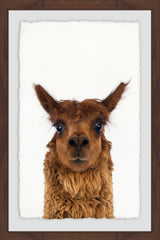 Staring Llama