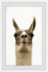 Llama Face