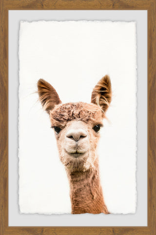 Llama Face II