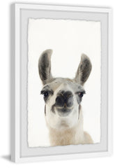 Black and White Llama