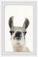 Black and White Llama
