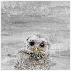 Snow Owl