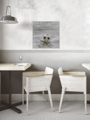 Snow Owl