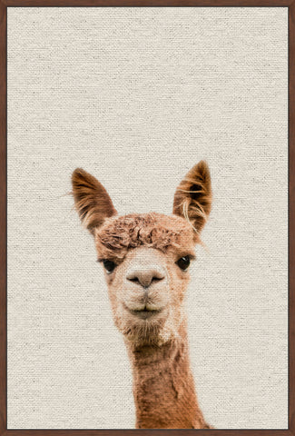 Llama Face VI