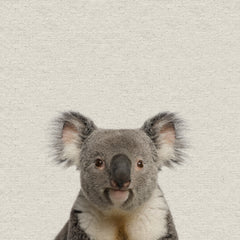 Playful Koala