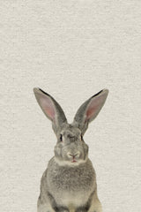 Gray Rabbit