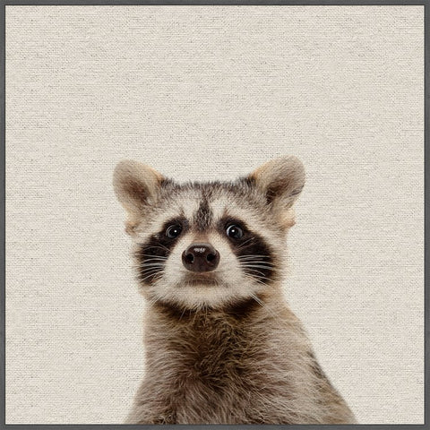 Shocked Raccoon