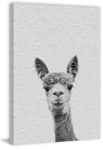 Llama Face III