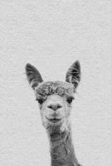 Llama Face III