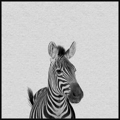 Gazing Zebra