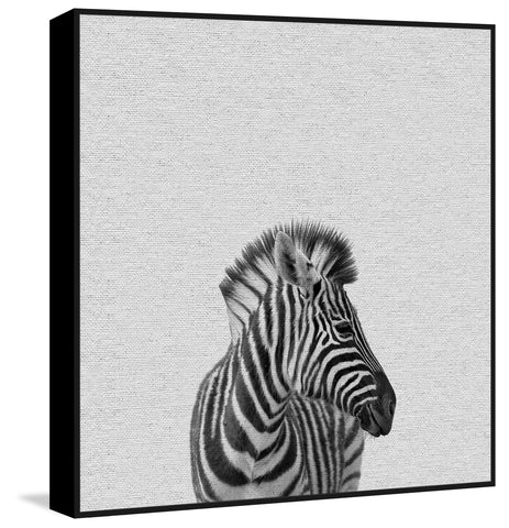 Black & White Zebra