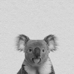 Playful Koala II