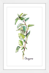 Herb Oregano