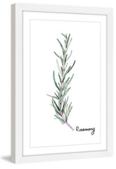 Herb Rosemary