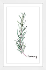 Herb Rosemary