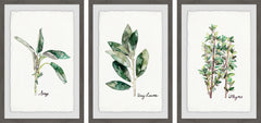 Herb Trio Triptych