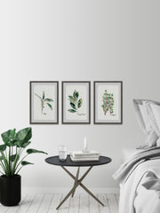 Herb Trio Triptych