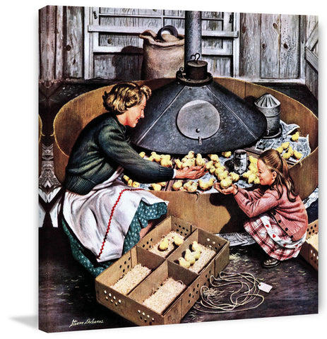 Chicks in Incubator