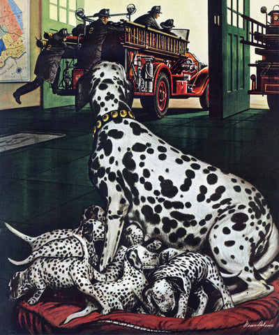 Dalmatian and Pups