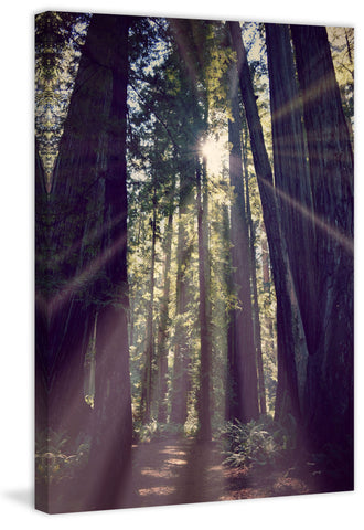 Redwoods Hike