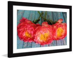 Coral Peonies