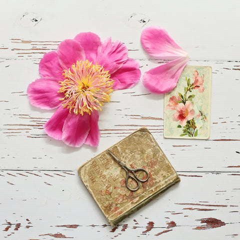 Peony Still Life