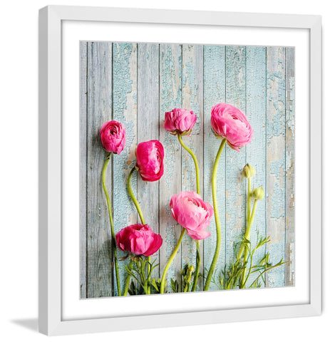 Pink Ranunculus