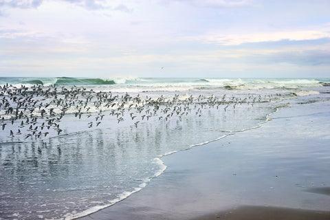 Sea Birds