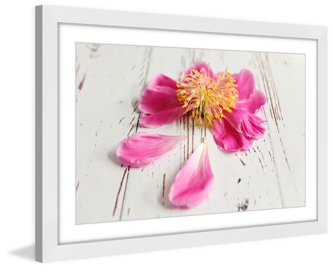 Single Pink Peony