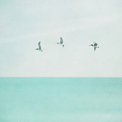 3 Seagulls