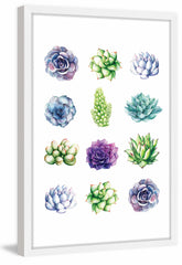 Succulent Chart