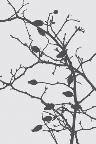 Grey Leaves