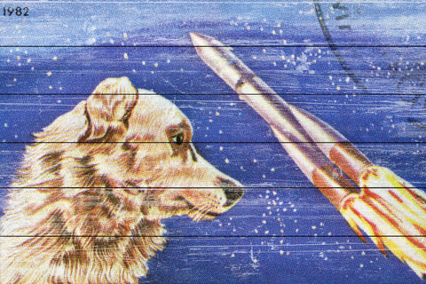 Dog Watches Takeoff
