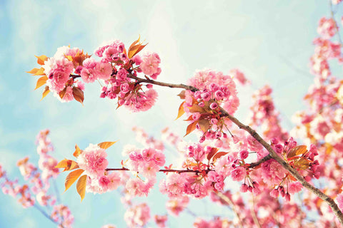 Flower Heaven