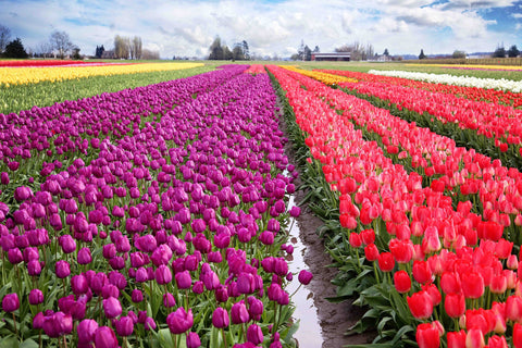 Skagit Valley Tulips
