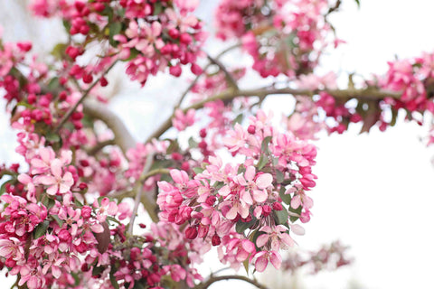 Spring in Pink