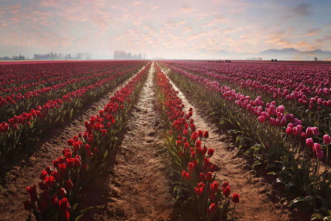 Tulips Forever