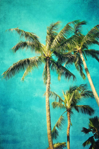 Hawaiian Palms