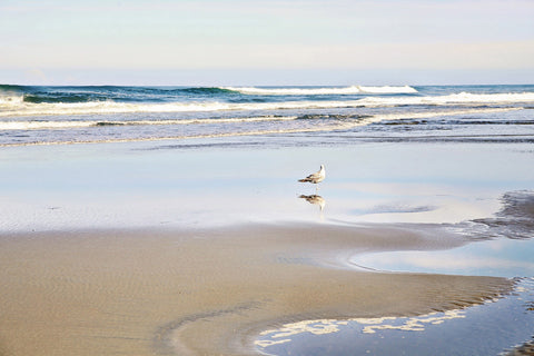 Lone Seagull
