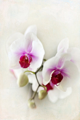 Orchids