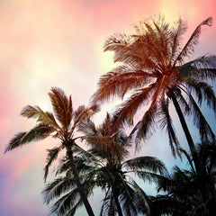Palms and Sunset