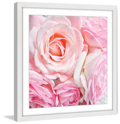 Pink Roses