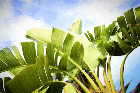 Tropical Charm